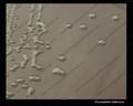 haemophilus influenzae